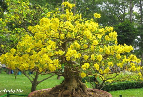 Mai Vang Gia Ben Tre 12 Canh Vuonmaidanhtinh 1330437464