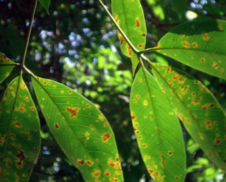 Phong Tru Benh Vang Rung La O Vuon Cao Su 1465370484